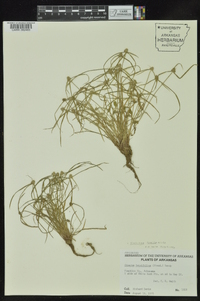 Kyllinga pumila image