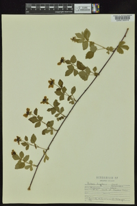 Rubus enslenii image