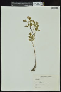 Rubus bushii image