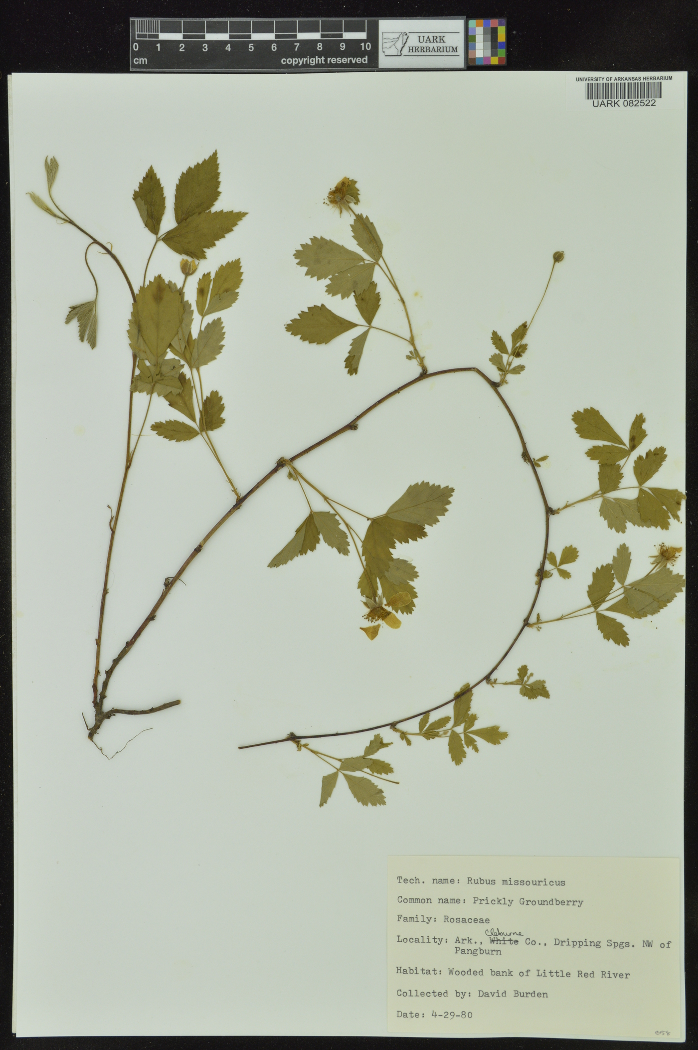 Rubus missouricus image