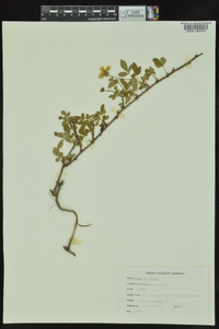 Rubus trivialis image