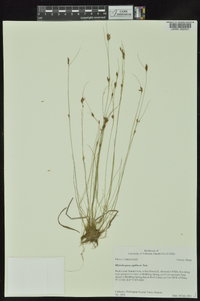 Rhynchospora capillacea image