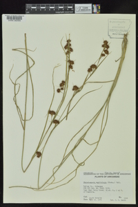 Rhynchospora capitellata image