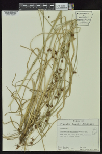 Rhynchospora capitellata image