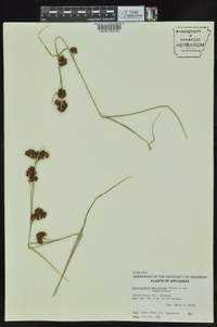 Rhynchospora capitellata image