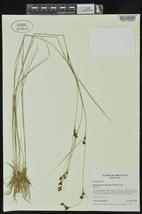 Rhynchospora capitellata image