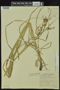 Rhynchospora corniculata image