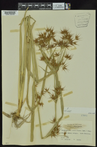 Rhynchospora corniculata image