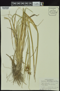 Rhynchospora corniculata image