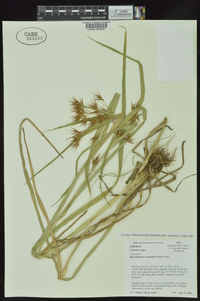 Rhynchospora corniculata image