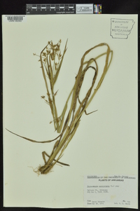 Rhynchospora corniculata image