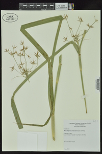 Rhynchospora corniculata image