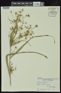 Rhynchospora corniculata image