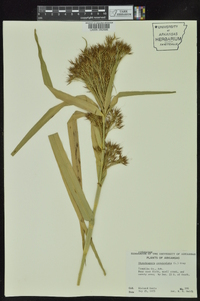 Rhynchospora corniculata image