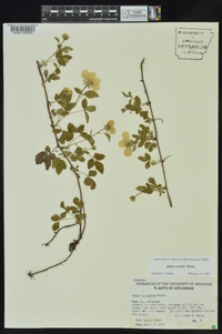 Rubus trivialis image