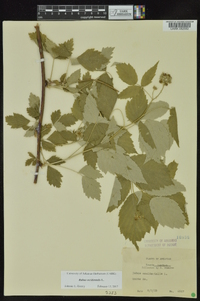 Rubus occidentalis image