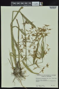 Rhynchospora corniculata image