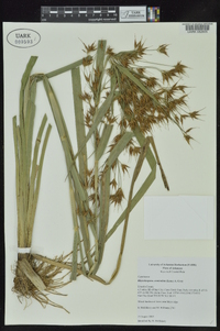 Rhynchospora corniculata image