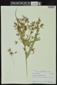 Rhynchospora corniculata image