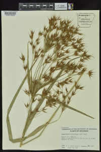Rhynchospora corniculata image