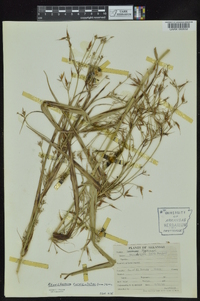 Rhynchospora corniculata image