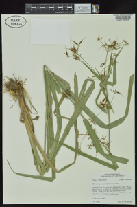 Rhynchospora corniculata image