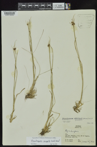 Rhynchospora recognita image