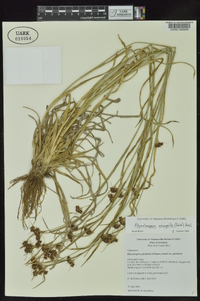 Rhynchospora recognita image