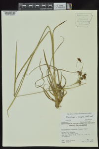 Rhynchospora recognita image