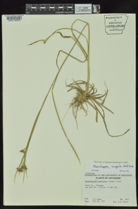 Rhynchospora recognita image