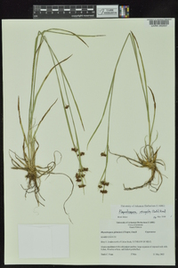 Rhynchospora recognita image