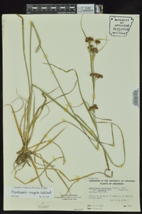 Rhynchospora recognita image