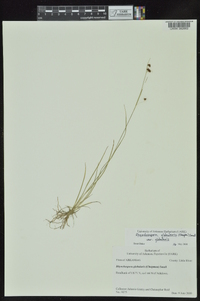 Rhynchospora recognita image