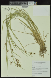 Rhynchospora recognita image