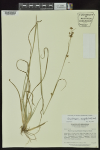 Rhynchospora recognita image