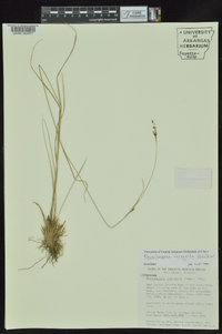 Rhynchospora recognita image