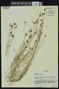 Rhynchospora gracilenta image