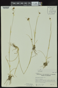 Rhynchospora harveyi image