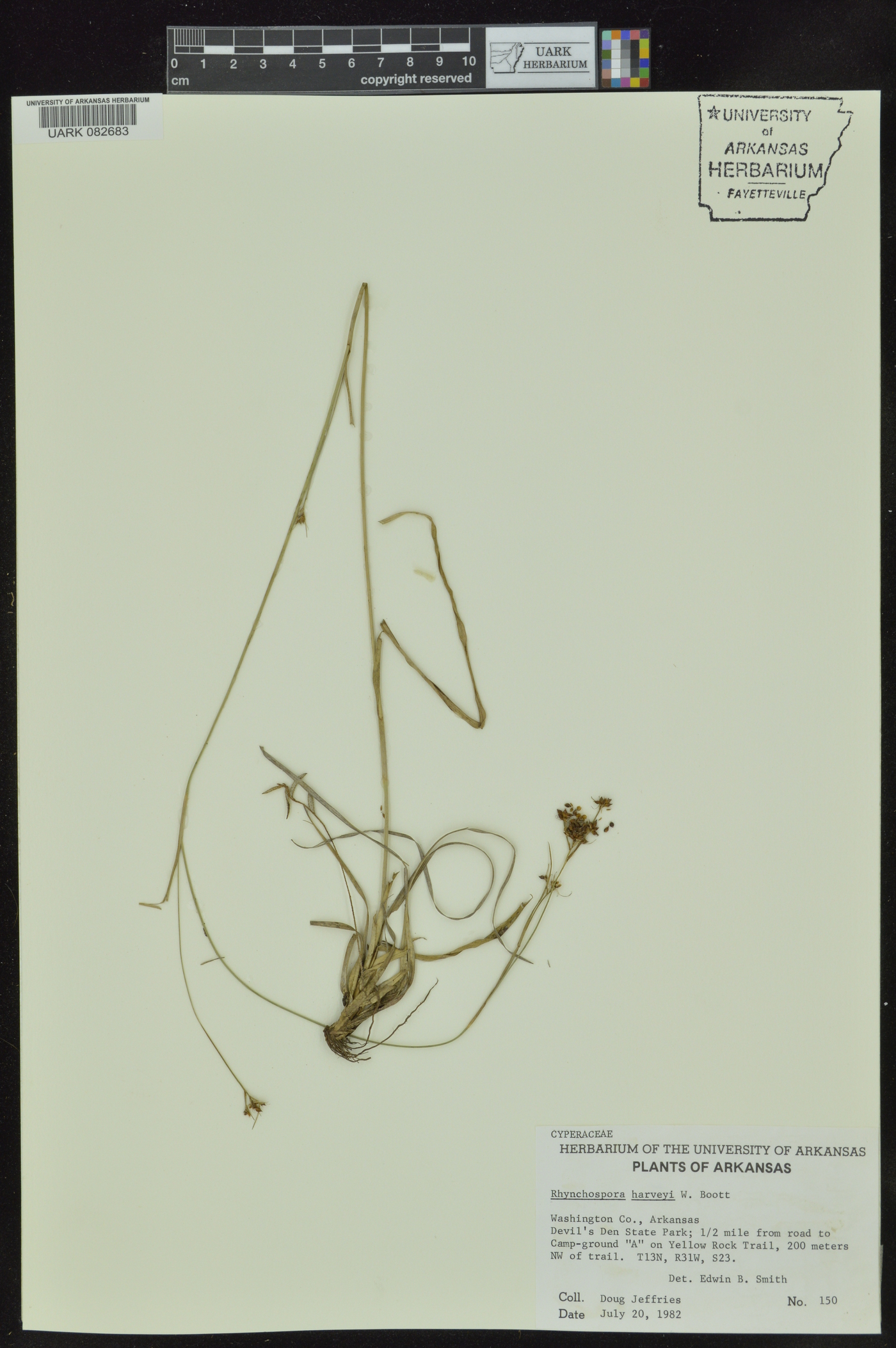 Rhynchospora harveyi var. harveyi image