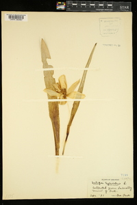 Tulipa sylvestris image