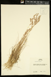 Eragrostis secundiflora subsp. oxylepis image