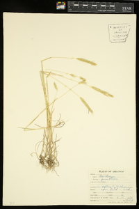 Hordeum pusillum image