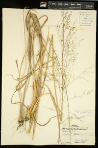 Tridens flavus var. chapmanii image