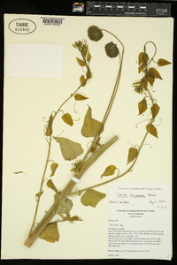 Smilax lasioneura image