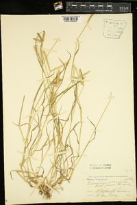 Dactyloctenium scindicum image