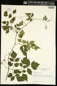 Nekemias arborea image