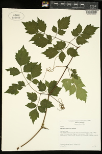 Ampelopsis arborea image