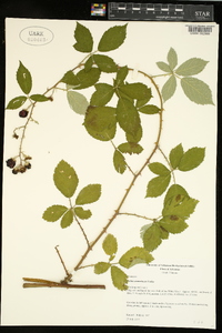 Rubus armeniacus image