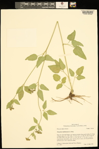 Thaspium trifoliatum image