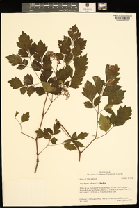 Ampelopsis arborea image